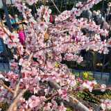 20260318_-Gimmeldingen